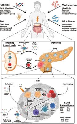 Antigen-specific T cell responses in autoimmune diabetes